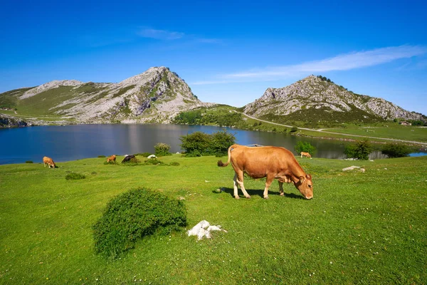 Lago Enol Picos Europa Asturias España — Foto de Stock