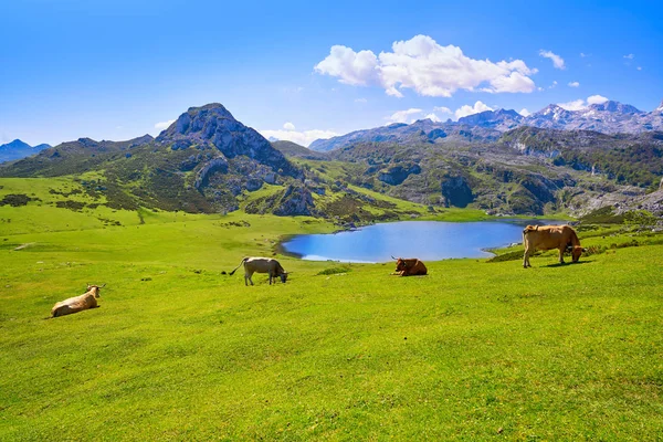 Picos Europa Spanya Asturias Gölde Ercina — Stok fotoğraf