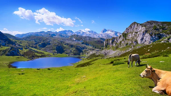 Ercina Jezero Picos Europa Španělské Asturii — Stock fotografie