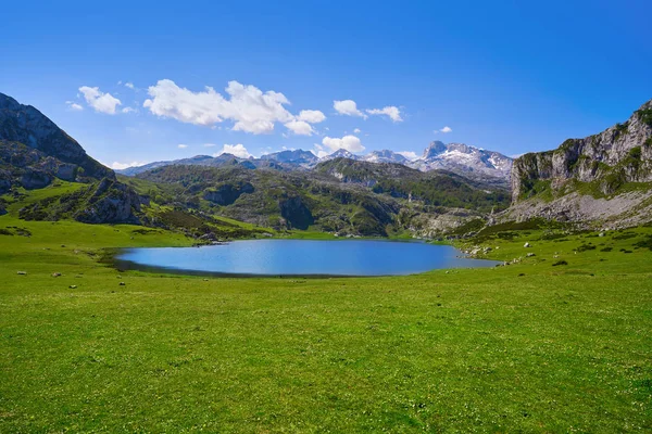 Ercina Lake Picos Europa Asturias Spain — Stock Photo, Image