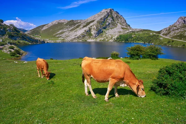 Ενολ Λίμνη Στο Picos Europa Στην Αστούριας Της Ισπανίας — Φωτογραφία Αρχείου