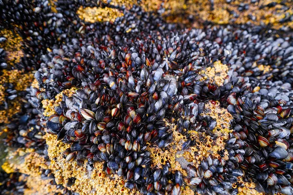 Percebes Kaya Midyeleri Deniz Ürünleri Lugo Spanya Ribadeo Galiçya — Stok fotoğraf