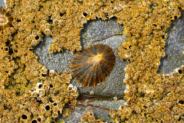 Barnacles Lapas Limpet Ribadeo Galice Lugo Espagne — Photo