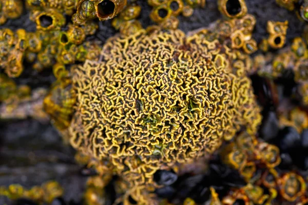 Barnacles Ribadeo Galice Lugo Espagne — Photo