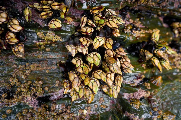 Owoce Morza Skorupiaki Kaczenice Galicji Ribadeo Lugo Hiszpania — Zdjęcie stockowe