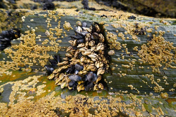 Percebes Kaya Midyeleri Deniz Ürünleri Lugo Spanya Ribadeo Galiçya — Stok fotoğraf