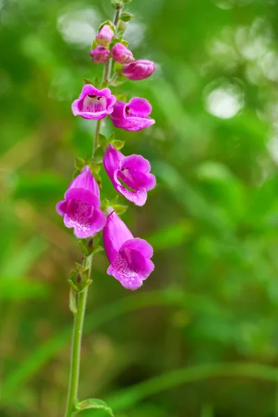 Dedalera Kwiat Digitalis Purpurea Różowa Asturii Hiszpanii — Zdjęcie stockowe