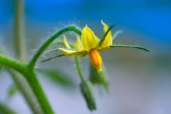 Planta Tomate Flor Macro Close Detalhe — Fotografia de Stock