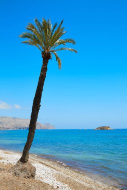 Alicante Playa de L Olla beach palmiye ağacı Altea beach