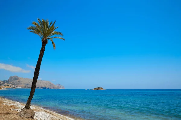 Altea Beach Alicante Playa Olla Beach Palm Tree — Stockfoto