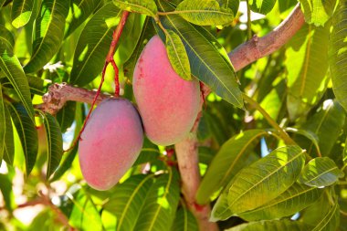 Mango meyve açık asma mango ağacı