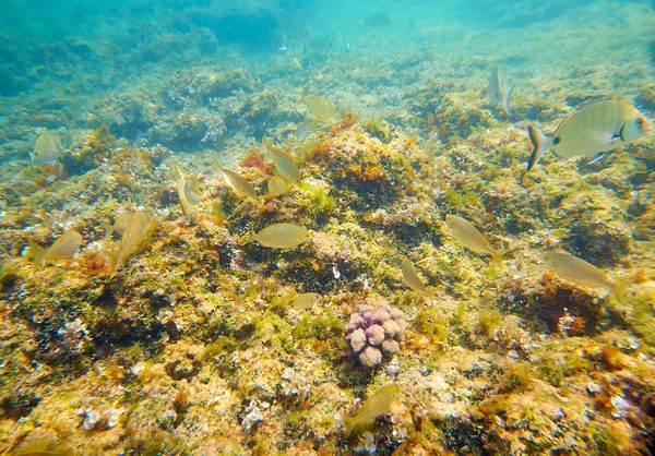 Peixes Subaquáticos Mediterrânicos Recife Alicante Espanha — Fotografia de Stock