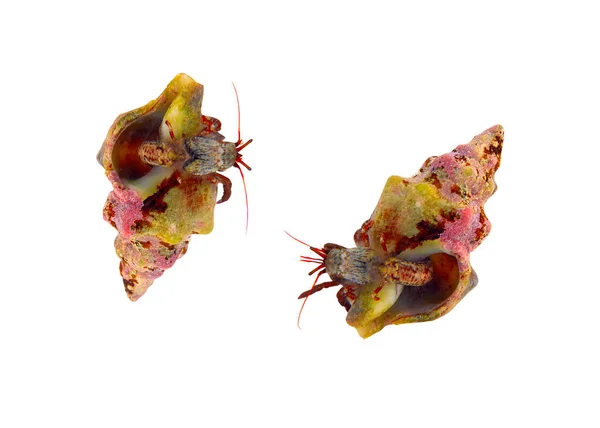 Hermit Crab Closeup Macro Detail Shell — Stock Photo, Image