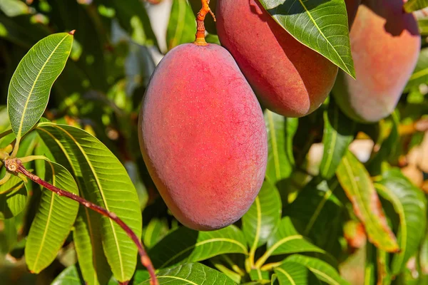 Mangoträd Med Hängande Mango Frukt Utomhus — Stockfoto