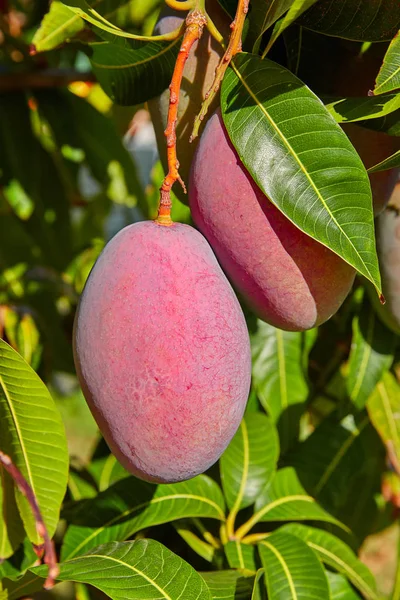 Drzewa Mango Wiszących Owoców Mango Odkryty — Zdjęcie stockowe