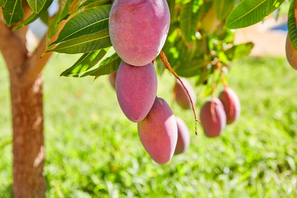 ぶらさがり屋外のマンゴー果実のマンゴーの木 — ストック写真
