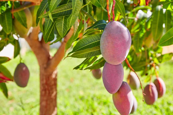 Mangoboom Met Hangende Mango Fruit Buiten — Stockfoto