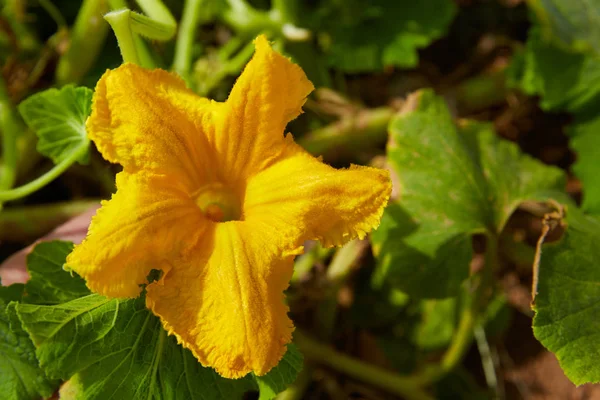 Zbliżenie Żółty Makro Cukinia Dynia Kwiat — Zdjęcie stockowe