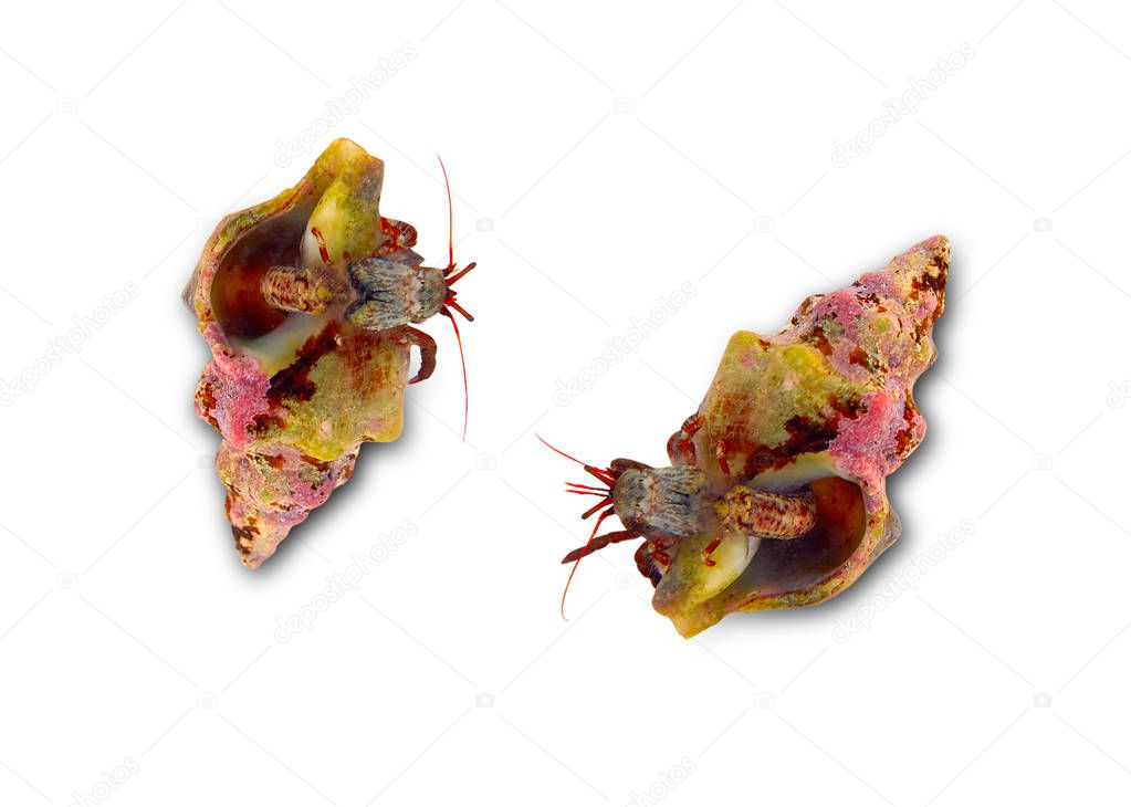 Hermit crab closeup macro detail on shell