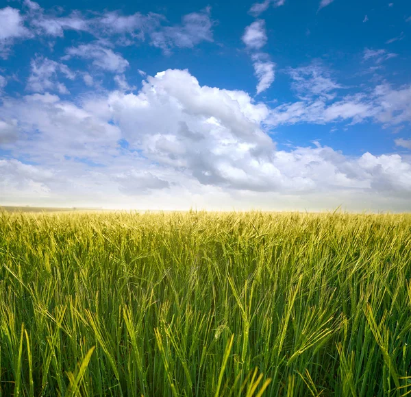 Groene Graan Velden Onder Blauwe Zomer Hemel — Stockfoto