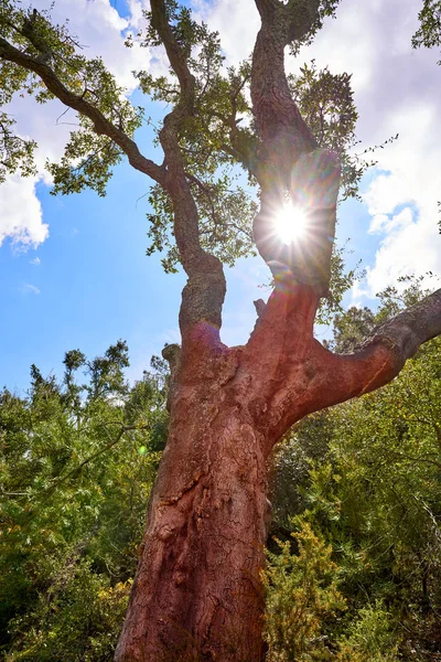 西班牙卡斯特利翁埃斯巴丹山脉森林中的软木橡木 — 图库照片