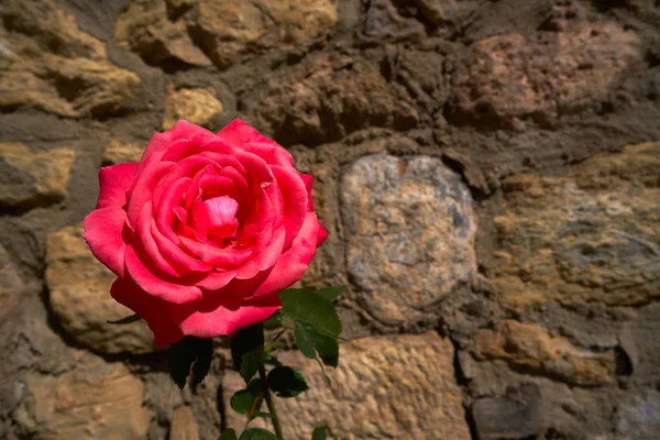 Macro Rose Rouge Gros Plan Sur Fond Mur Pierre Maçonnerie — Photo