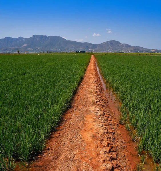 Рисовые Поля Валенсии Горах Корбера Ллаури Испании — стоковое фото