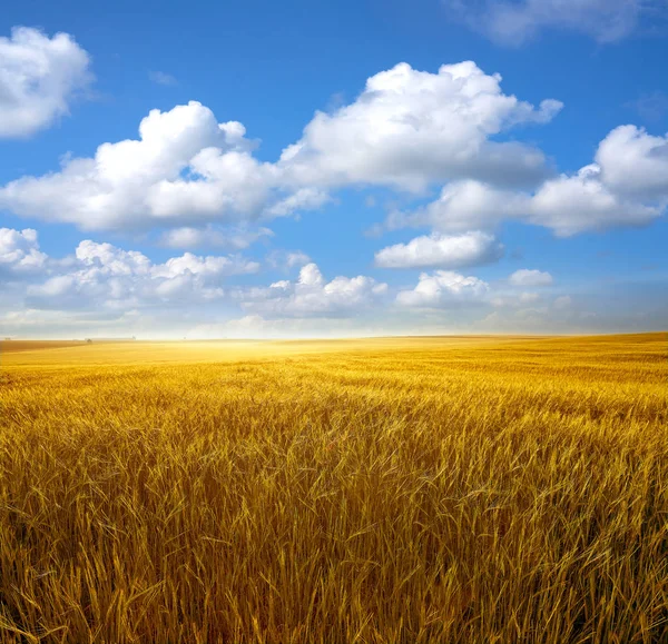 Goldene Getreidefelder Unter Blauem Sommerhimmel Stockfoto