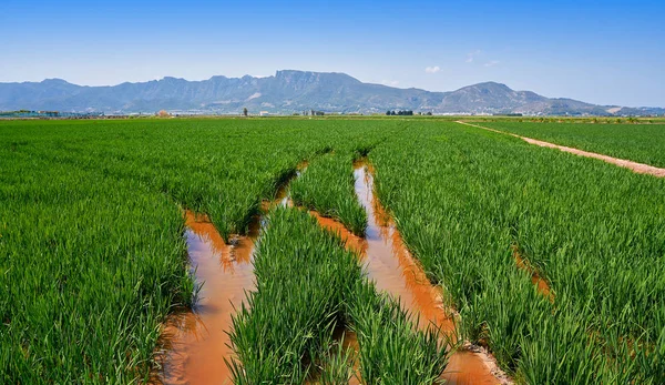 Reisfelder Valencia Bei Corbera Llauri Spanien — Stockfoto