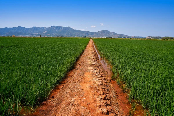 Campos Arroz Valencia Las Montañas Corbera Llauri España —  Fotos de Stock