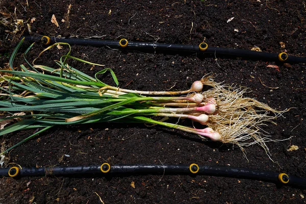 有機質土壌で収穫したばかりのバイオ新鮮なニンニク — ストック写真