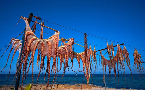 Torra Bläckfisk Torkas Vid Medelhavet Solen — Stockfoto