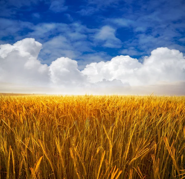 Goldene Getreidefelder Unter Blauem Sommerhimmel — Stockfoto