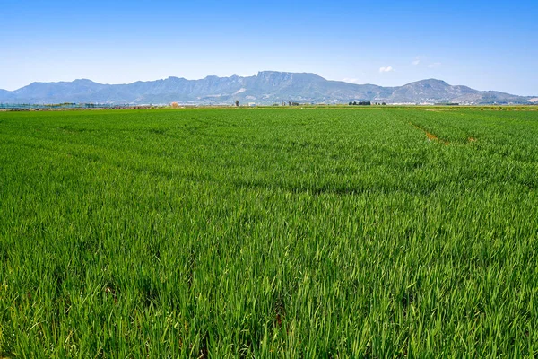 Campos Arroz Valencia Las Montañas Corbera Llauri España —  Fotos de Stock