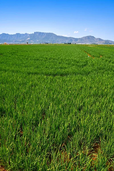 Rice Fields Valencia Corbera Llauri Mountains Spain Royalty Free Stock Images