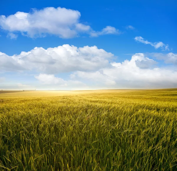 Green Cereal Fields Blue Summer Sky — Stock Photo, Image