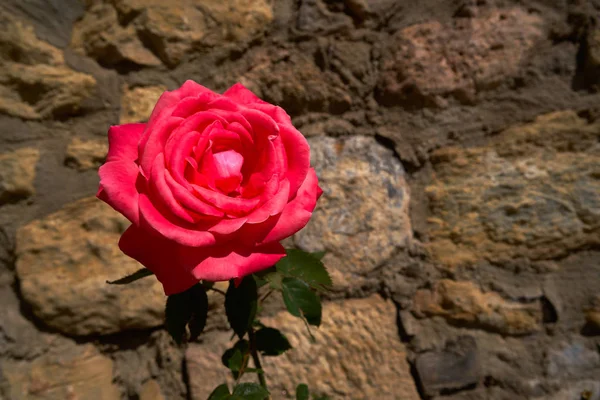 Rosso Rosa Macro Primo Piano Muratura Pietra Muro Sfondo — Foto Stock