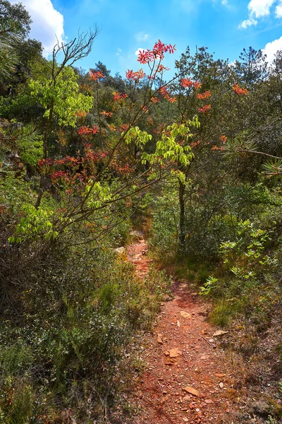 Floresta Espadan Sierra Castellon Espanha — Fotografia de Stock