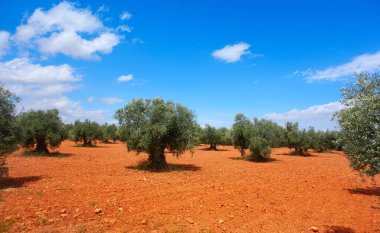 Castile La Mancha zeytin ağaçları Levante İspanya Saint James arada Cuenca