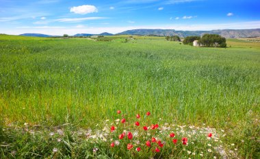 Bahar meadows Camino de Santiago Levante Saint James Way
