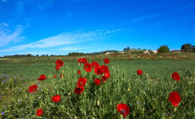Bahar çayır haşhaş Camino de Santiago Levante Saint James Way
