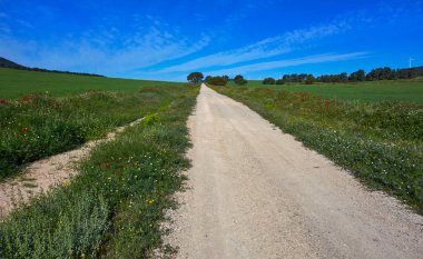 Bahar çayır haşhaş Camino de Santiago Levante Saint James Way