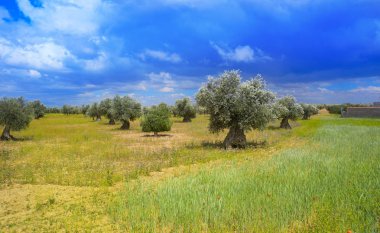 Castile La Mancha zeytin ağaçları Levante İspanya Saint James arada Cuenca