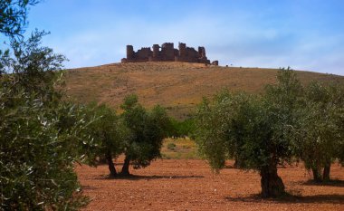 Castile La Mancha zeytin ağaçları Levante İspanya Saint James arada Cuenca