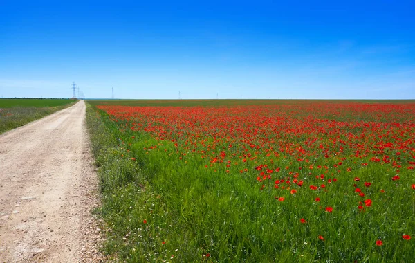 Spannmål Fält Äng Castilla Mancha Spanien Genom Saint James Levante — Stockfoto