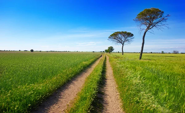 Καστίλλη Μάντσα Camino Santiago Saint James Τρόπο Της Λεβάντε — Φωτογραφία Αρχείου