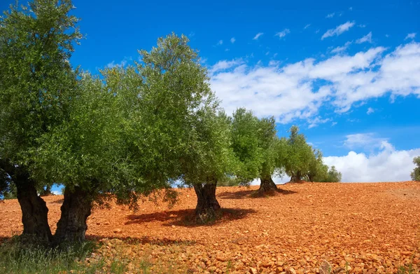 Castela Mancha Oliveiras Cuenca Por Saint James Way Levante Espanha — Fotografia de Stock