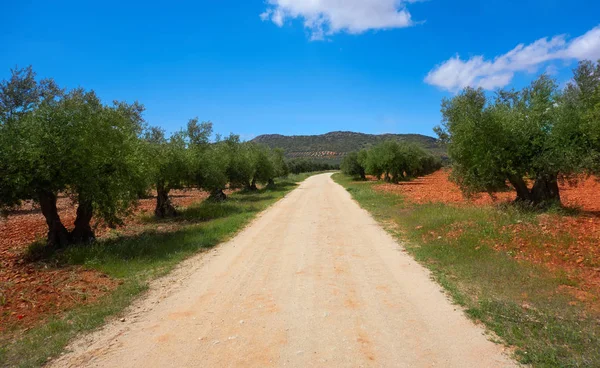 Kastilien Mancha Oliv Träd Cuenca Genom Saint James Levante Spanien — Stockfoto