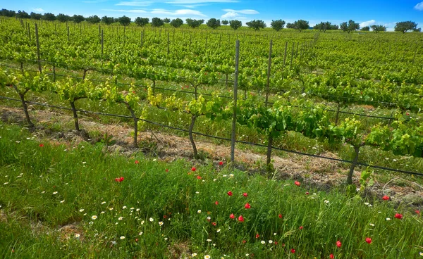 Weinberg Camino Santiago Levante Saint James Way Bei Font Figuera — Stockfoto