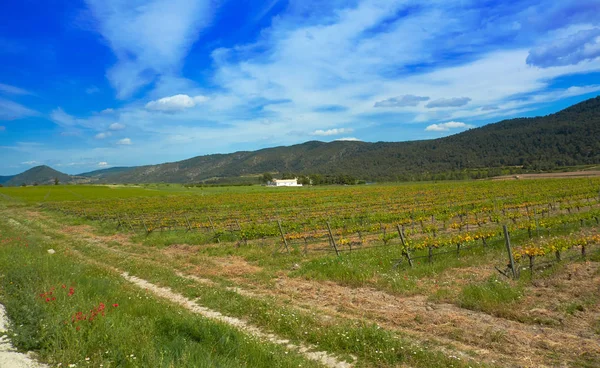 Vineyard Camino Santiago Levante Saint James Way Font Figuera — Stock Photo, Image